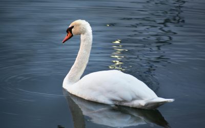 The “Swan Effect”