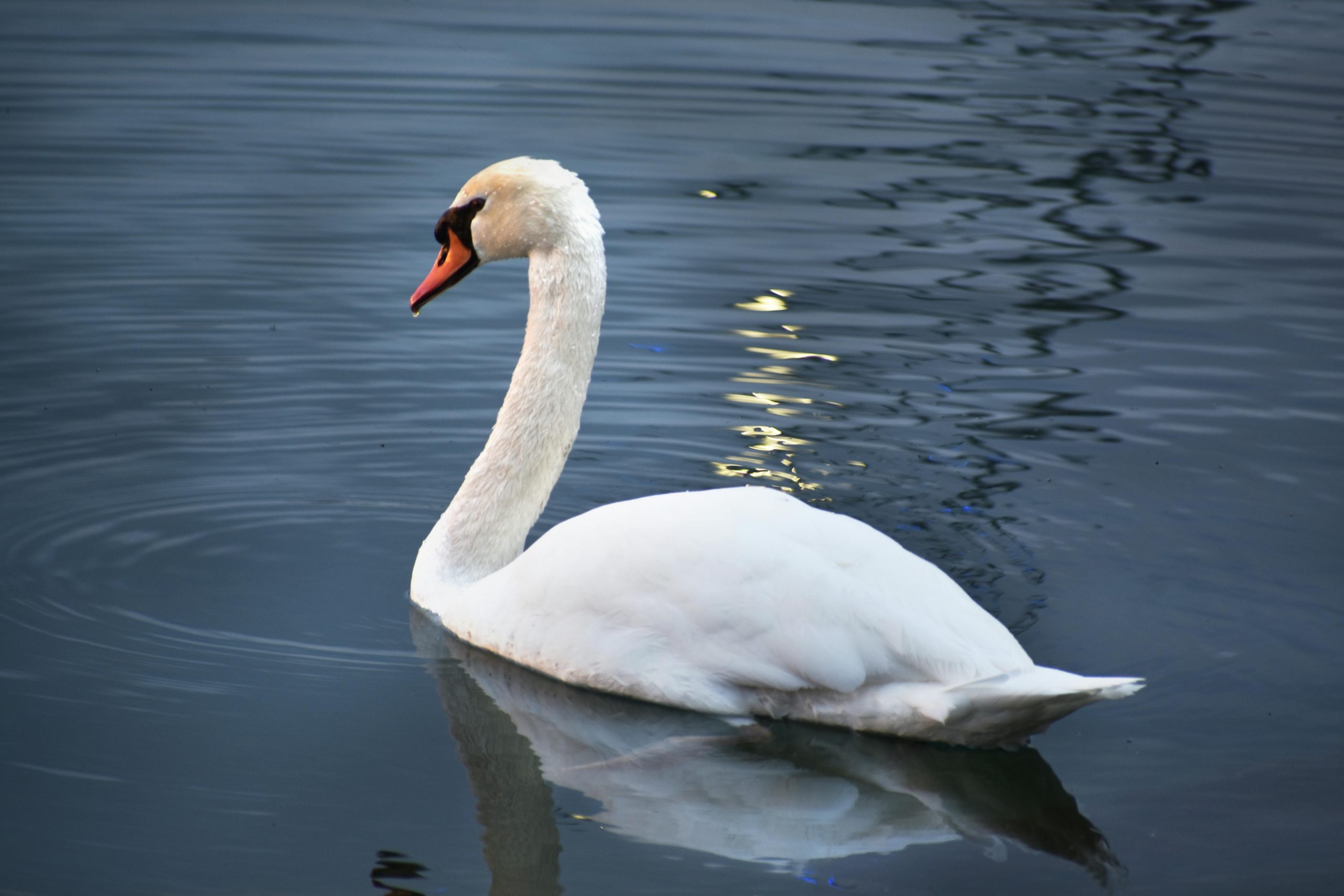 The “Swan Effect” - Aspired Coaching